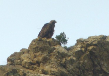 Una simple llamada a los forestales les habría advertido de la presencia del águila, pues todas llevan transmisor.