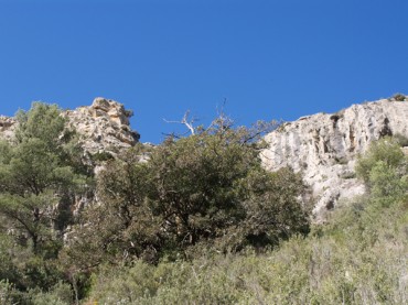 Lentisco en la ladera del Barranco de Escurina. Autor: Ramón García.