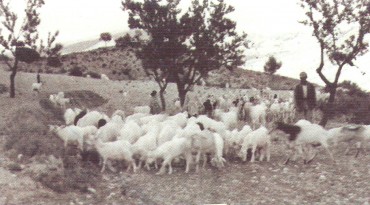 La vida del pastor (Ramat pasturant als camps de Petrer).