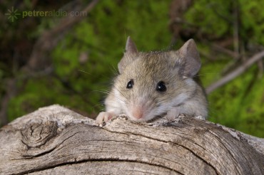 ratón de campo (apodemus sylvaticus) -Néstor Rico