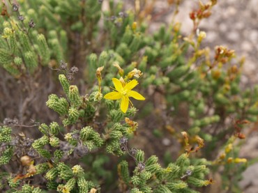 Hypericum ericoides  - Pinillo de oro o Arenaria - Trencapedres   (PROTEGIDA)