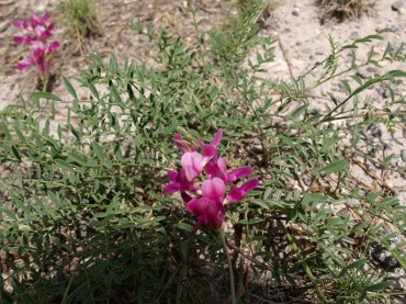 Onobrychis vicifolia - Pirigall