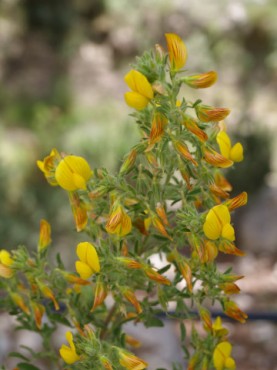  Ononis natrix subsp. natrix - Hierba culebra o adonis - Ungla de gat