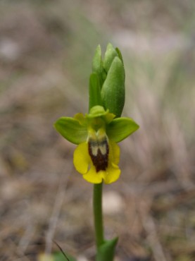 Ophrys lutea - Flor de abeja amarilla - Abellera groga