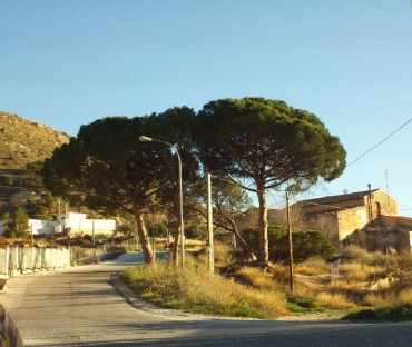 Imagen del vial de los Cuatro Vientos, con los pinos de gran envergadura