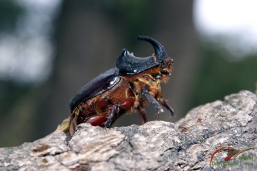 Ni los insectos, como este escarabajo rinoceronte.