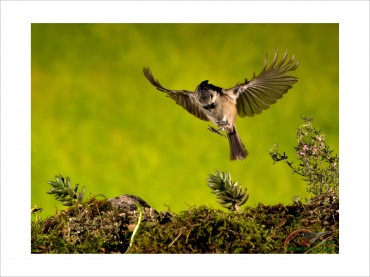 "Herrerillo volando" La foto ganadora