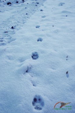 Huellas de zorro en la nieve.