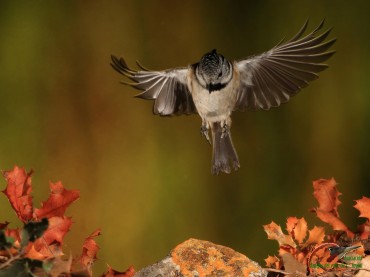 Otra imagen en vuelo del herrerillo. La técnica de la alta velocidad es especialmente importante en este pájaro, que posee un vuelo muy rápido y explosivo.  