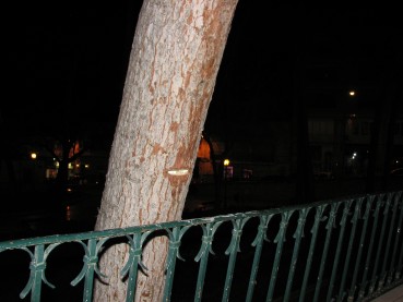 Este ha sin duda el pino más peligroso. Fíjense en la marca sobre la corteza del árbol, producida por el contacto con la barandilla del paseo.