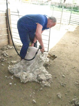 Conocimos a Rafael Jurado en el Rancho Grande, que a sus 71 años continua esquilando a cinco minutos por oveja.