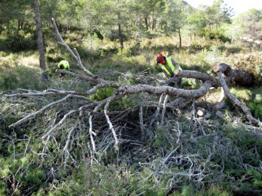 Otro pino caído en la carretera de Racó Xolí.