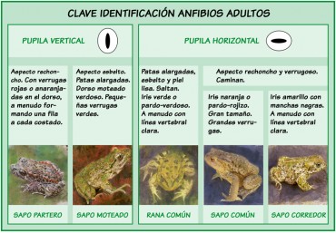 Claves de identificación de anfibios adultos.
