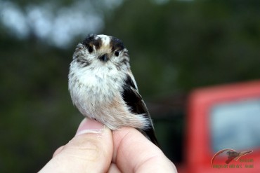 Con sus 6 gramos y poco más, el mito es una de las aves más pequeñas.