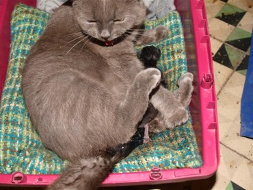 Esta foto de Paco Choclán recoge el nacimiento de uno de sus gatitos.