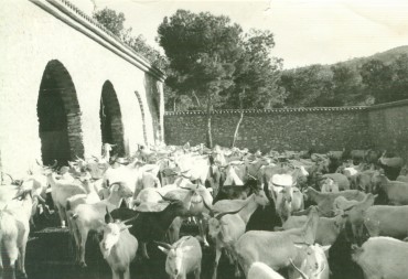 Bestiar de cabres blanques de l’Aprisco del Manco, construit a inicis dels seixanta.