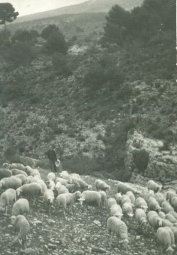 Pasturant al Coto del Manco.