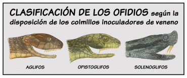 Clasificación de los ofidios del Paisaje Protegido – Ilustraciones: Otilia Pereira Jiménez, Diseño: Inma García Pereira