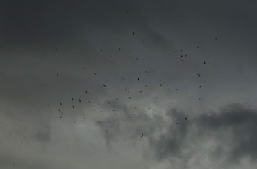 Una bandada de halcones abejeros.