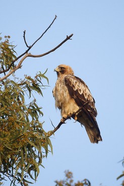 Y aquí, otro ejemplar de águila calzada, posado en una rama de árbol.