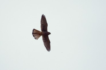 Cernícalo (Falco tinnunculus) en vuelo.