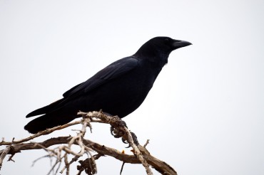 Corneja negra (Corvus cornix).