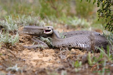 La serpiente de escalera abre la boca de forma amenazante