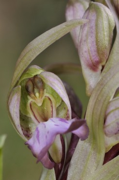 Barlia, detalle de la flor.