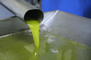 Gracias a la cantidad de oliva recogida este año la Cooperativa producirá más de 200.000 litros de aceite.
