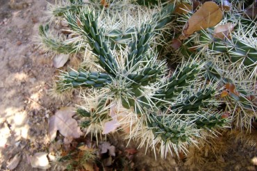 Cylindropuntia Rosea, comúnmente conocido como "Cactus Arizona"